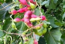  Manila Tamarind benefits