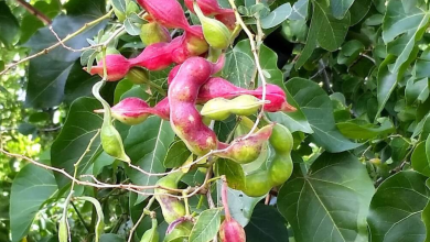  Manila Tamarind benefits