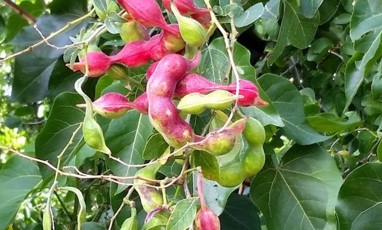  Manila Tamarind benefits