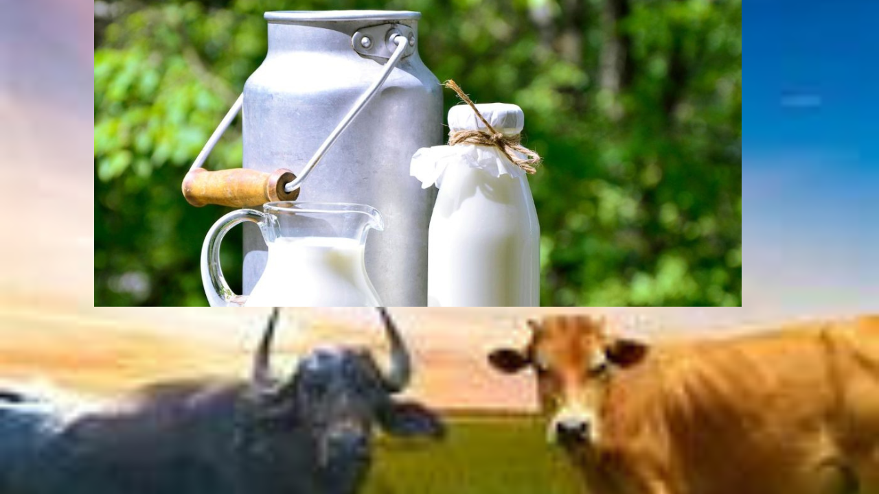 milk