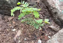 Bhadradri Kothagudem