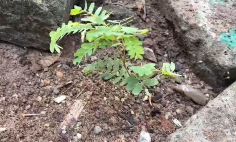 Bhadradri Kothagudem