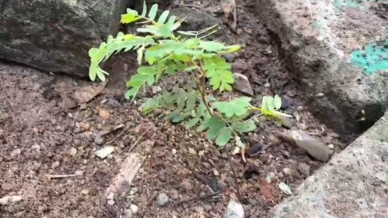 Bhadradri Kothagudem