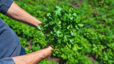 Coriander