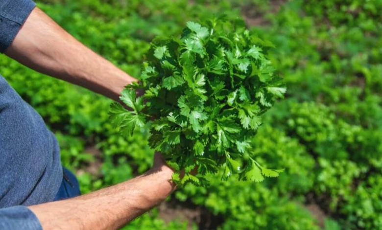 Coriander