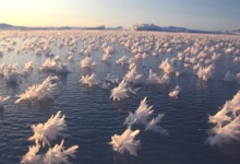Ice Flowers