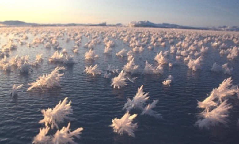 Ice Flowers