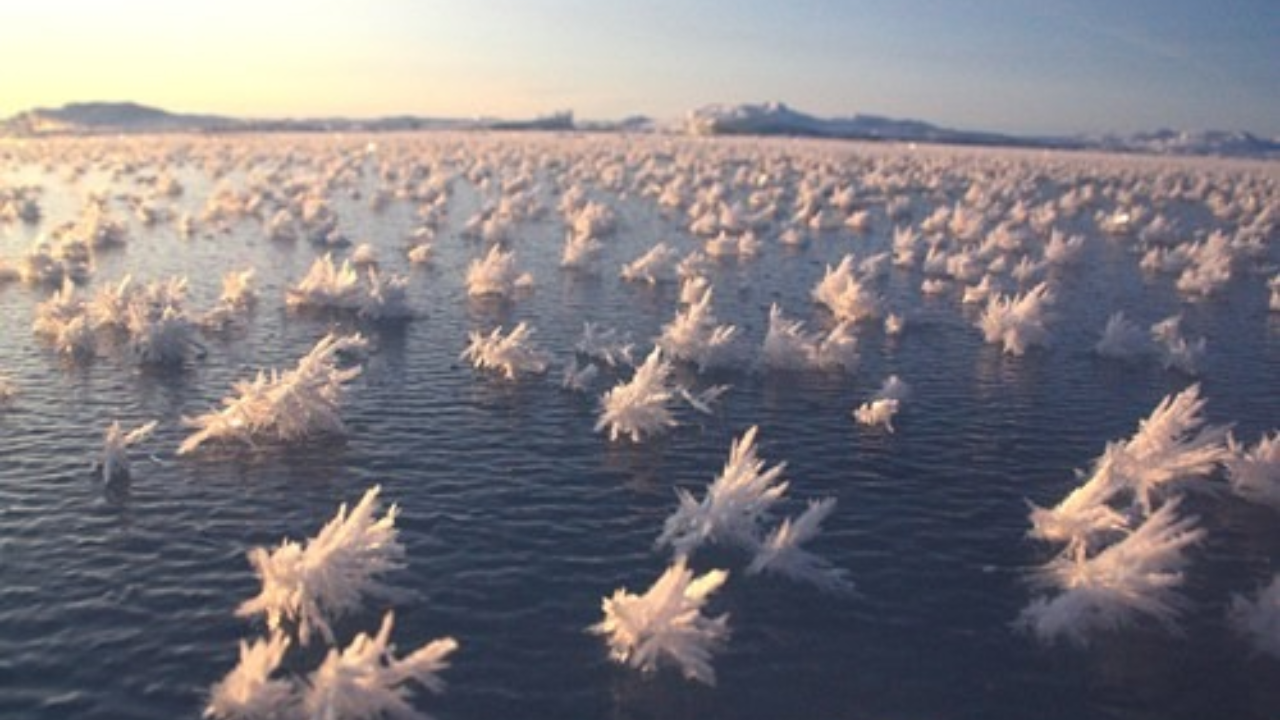 Ice Flowers