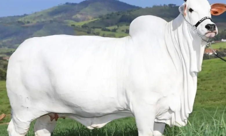 cow