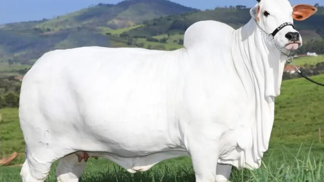 cow