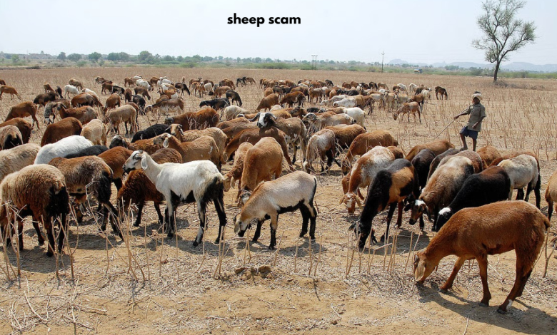 sheep-scam