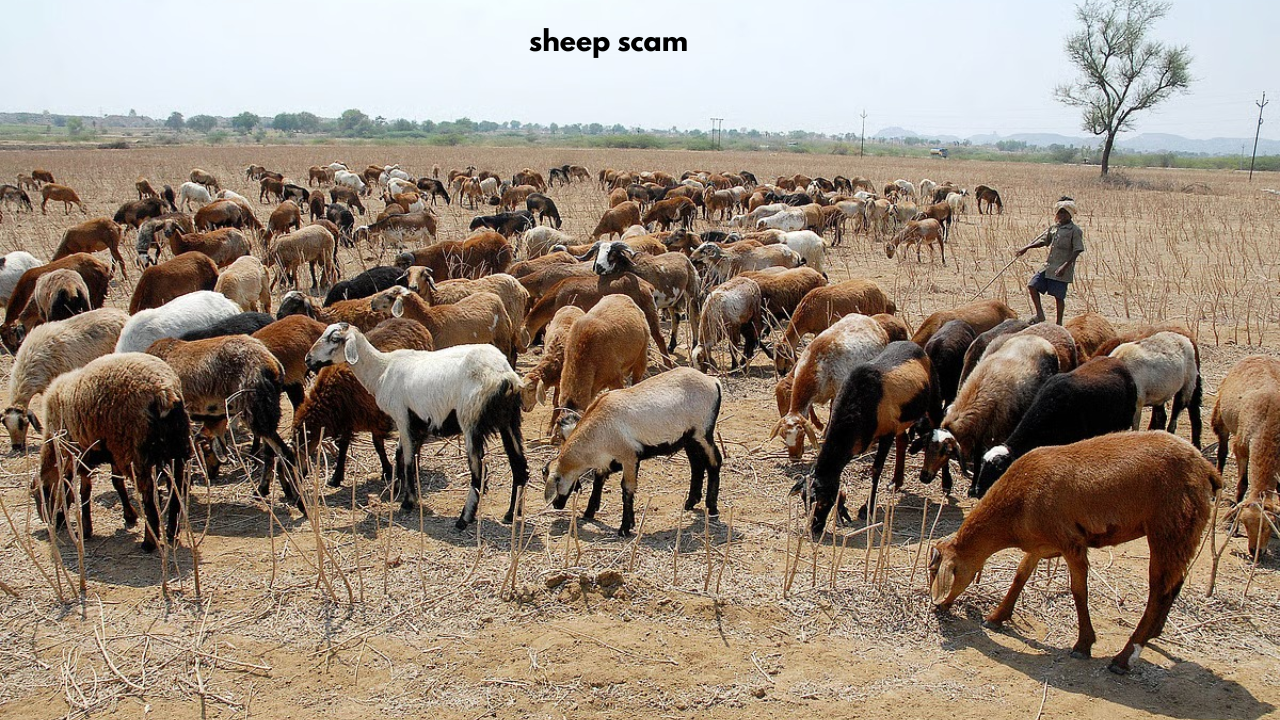 sheep-scam
