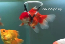 Fish wheelchair