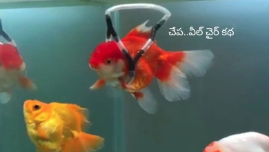 Fish wheelchair