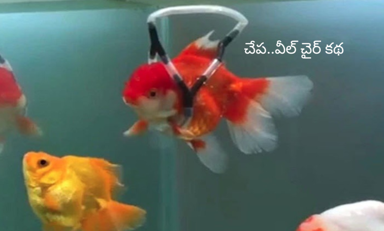 Fish wheelchair