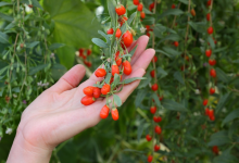 Goji Berry