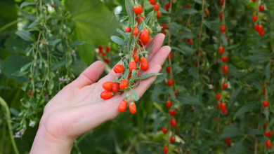 Goji Berry