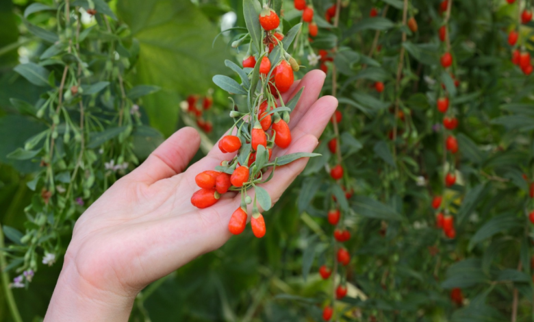 Goji Berry