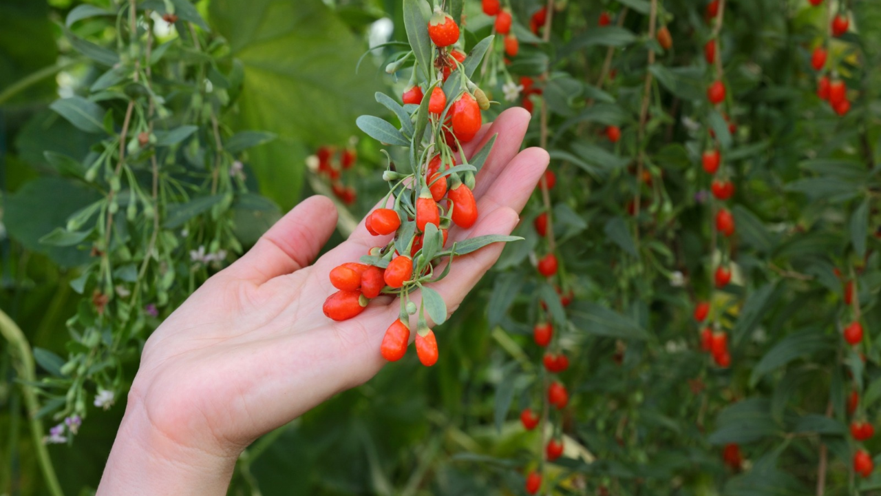 Goji Berry