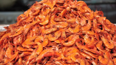 dried shrimp