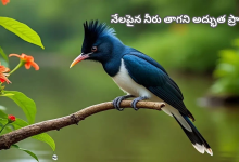 Chataka Bird