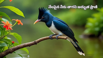 Chataka Bird
