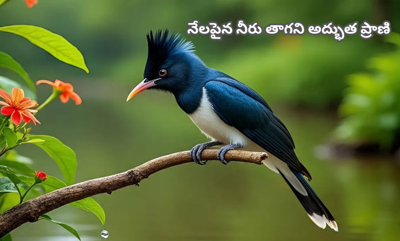 Chataka Bird