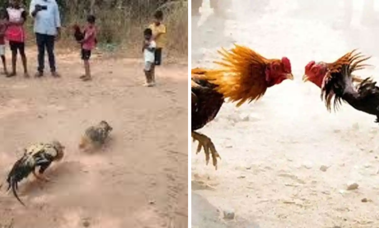 Cockfights