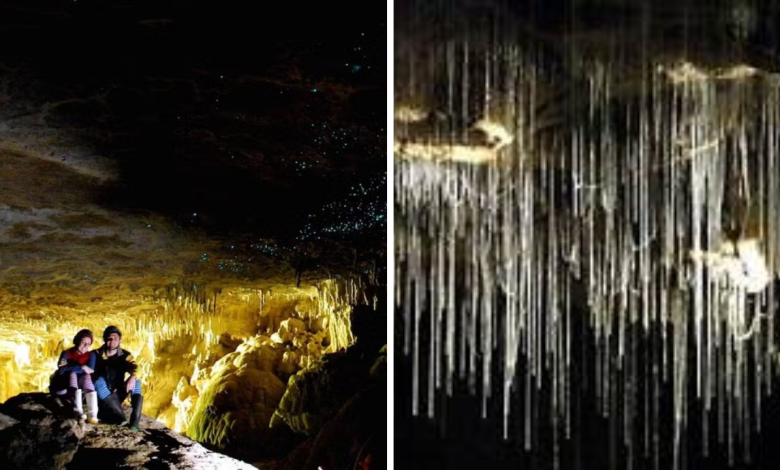 Glowworm Caves