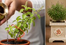Tulsi