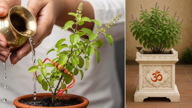 Tulsi