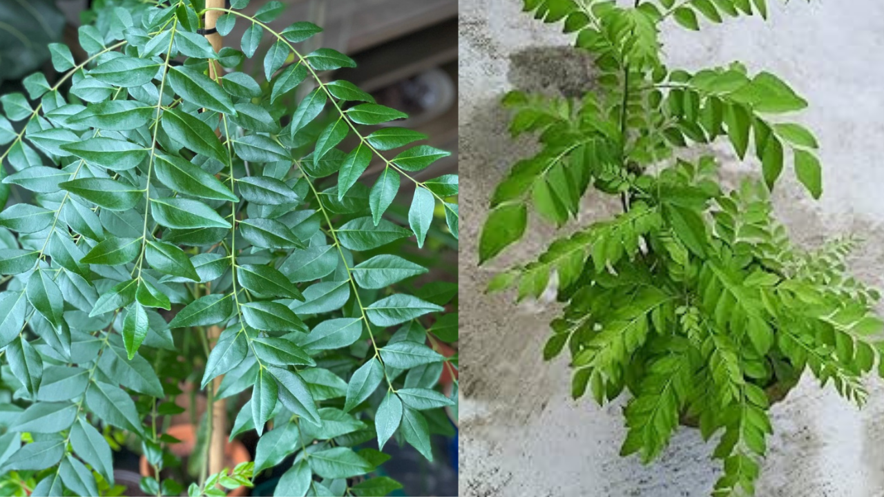 కరివేపాకు