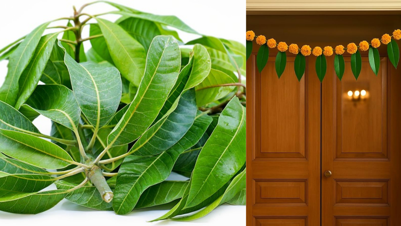 మామిడి ఆకు