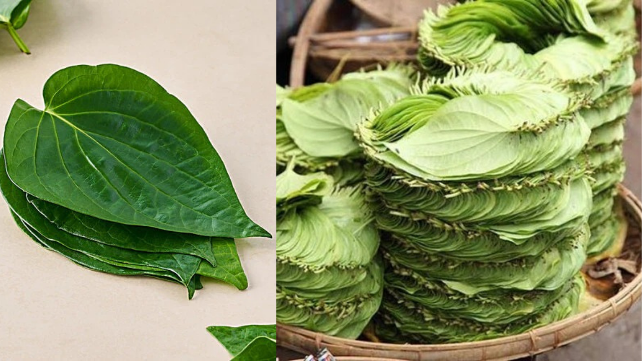 తమలపాకు