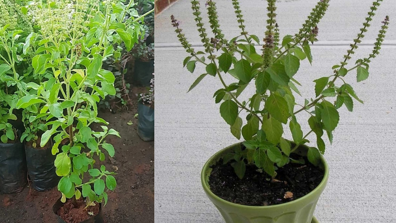 తులసి ఆకు