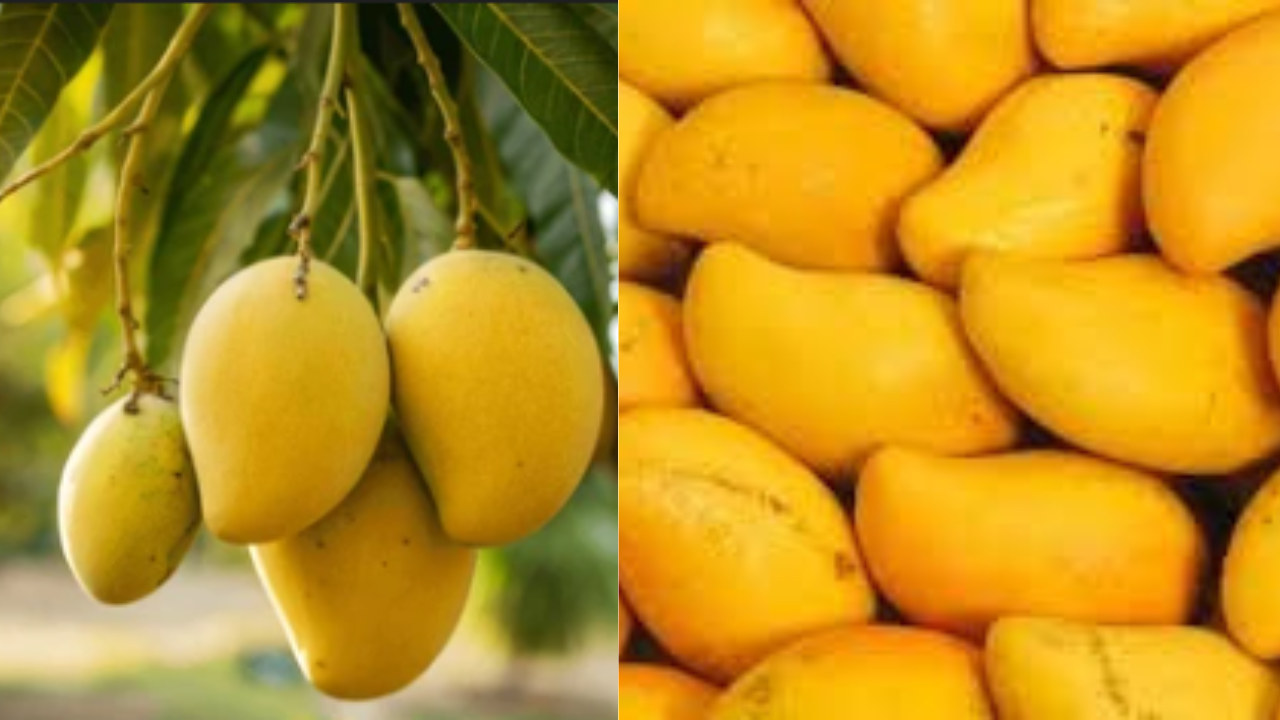 Mango