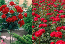 Rose Plants
