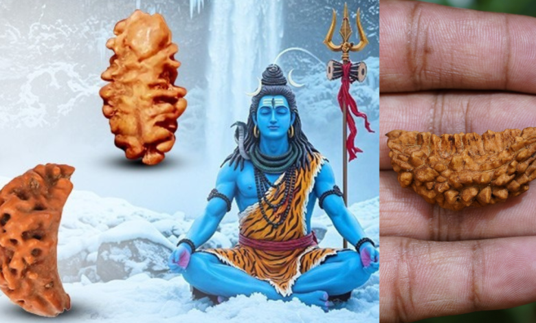 Ekamukhi Rudraksha