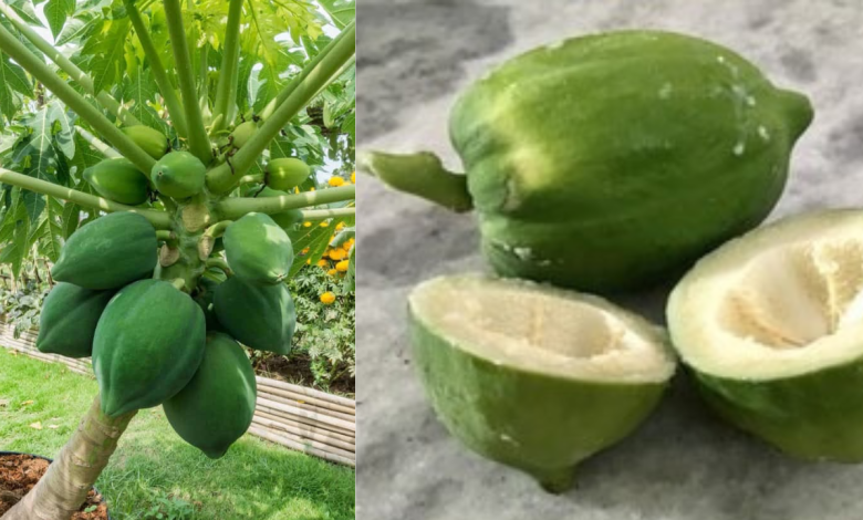 Raw Papaya
