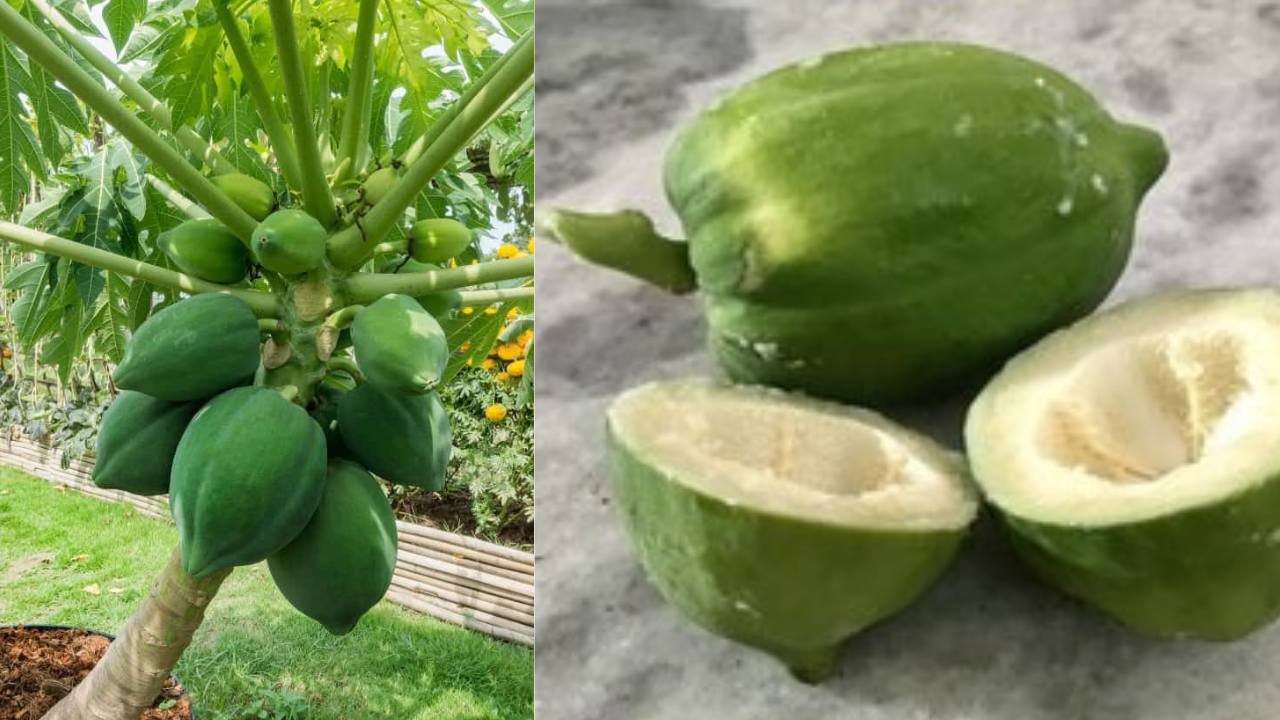 Raw Papaya