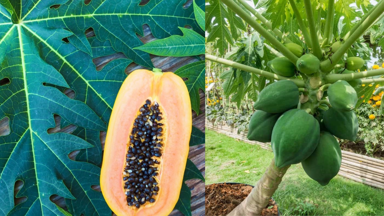 Raw Papaya