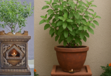 Basil Plant