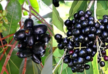 Jamun Fruit