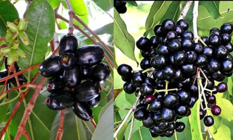 Jamun Fruit