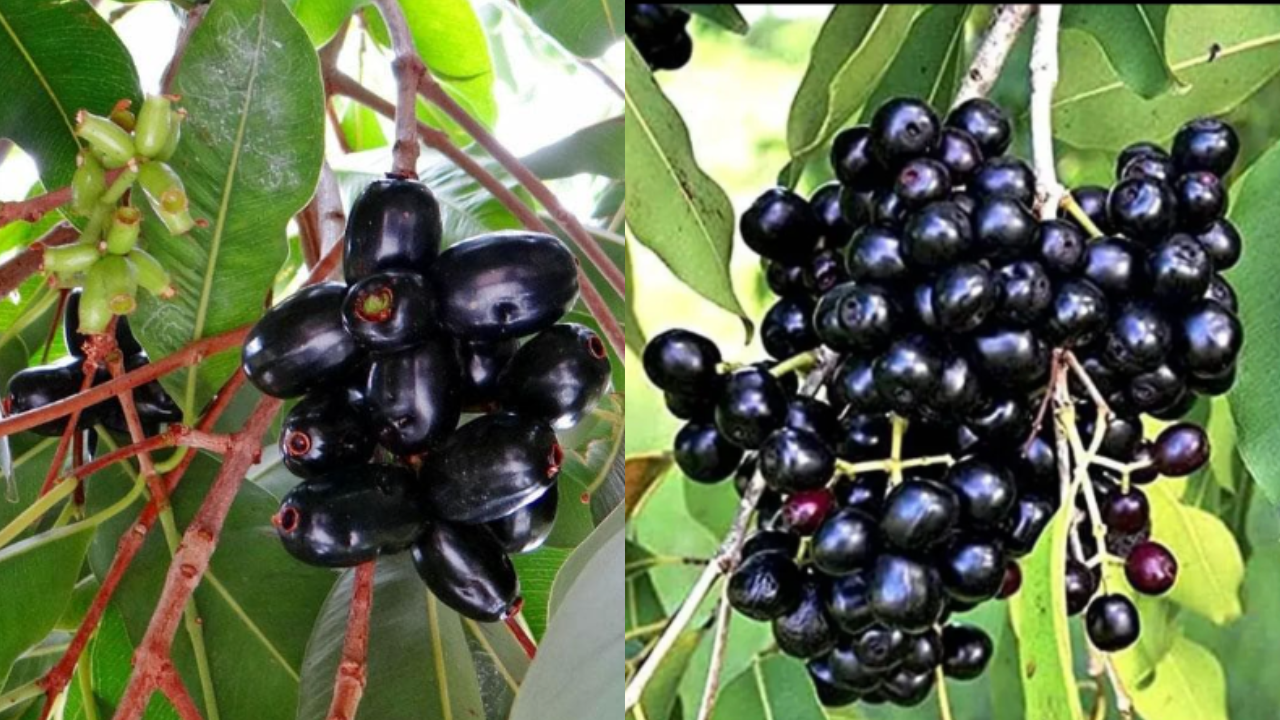 Jamun Fruit