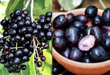 Jamun