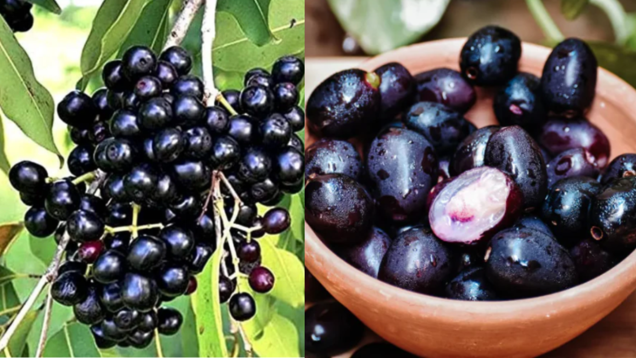 Jamun Fruit