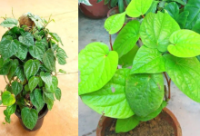 Betel Leaf