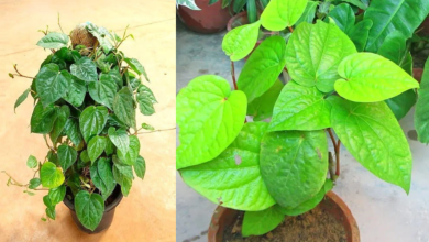Betel Leaf