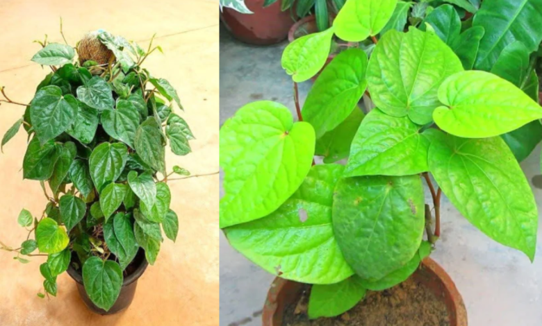 Betel Leaf